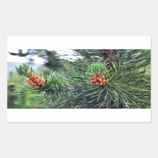 Green pine tree rectangular sticker