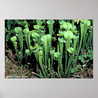Green Pitcher Plant Poster