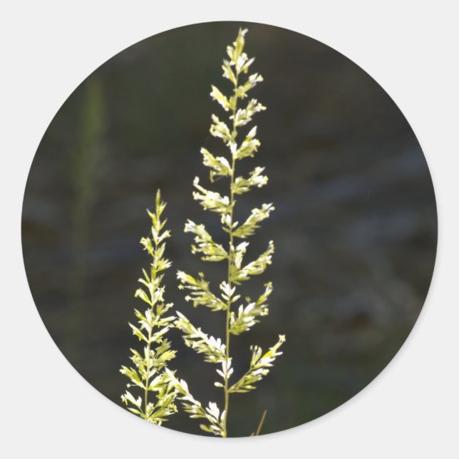 Green Plant Classic Round Sticker (Front)