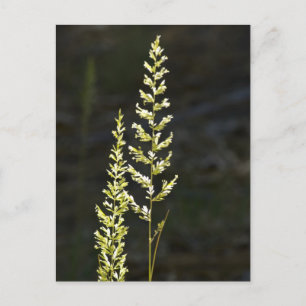 Green Plant Postcard