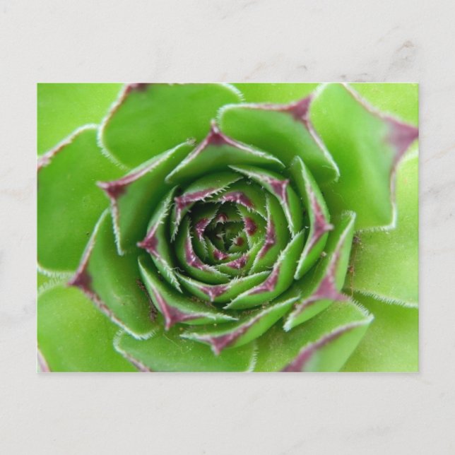 Green plant postcard (Front)