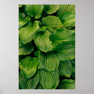 Green plant poster