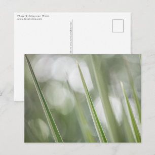 Green pointy Plant Nature Photo Postcard