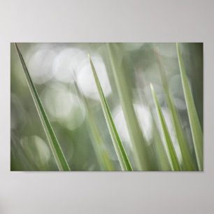 Green pointy Plant Nature Photo Poster