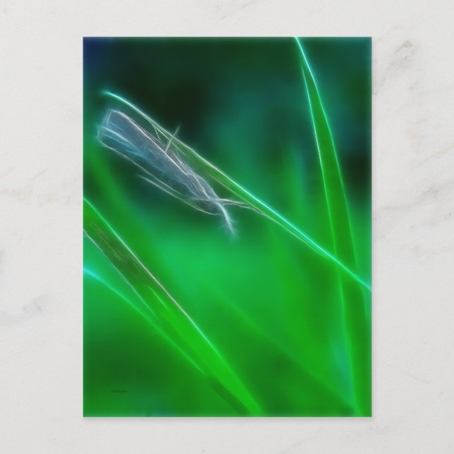 Green Postcard (Front)