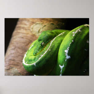 Green Poster