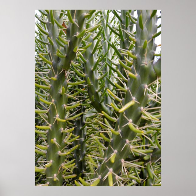 Green Prickly Cactus Trees, Poster (Front)