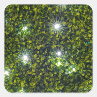Green Privet Hedge with Starlight Square Sticker