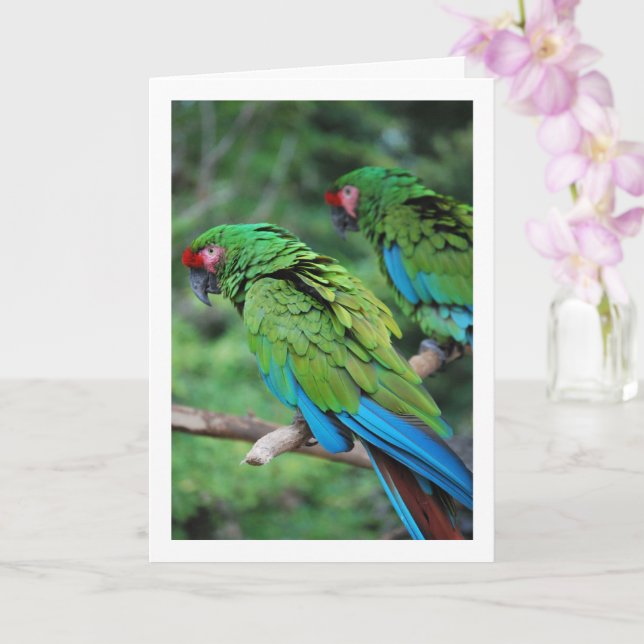 Green Red and Blue Parrots Card (Orchid)