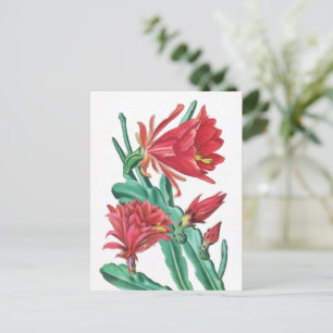 Green Red Blooming Cactus Postcard