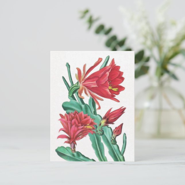 Green Red Blooming Cactus Postcard (Standing Front)