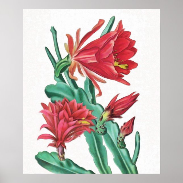 Green Red Blooming Cactus  Poster (Front)