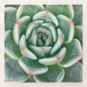 Green Red Tipped Succulent Glass Coaster