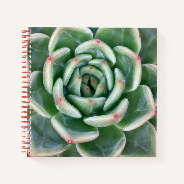 Green Red Tipped Succulent Notebook (Front)