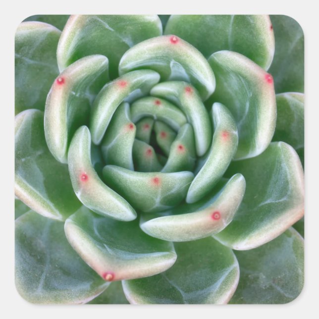 Green Red Tipped Succulent Square Sticker (Front)