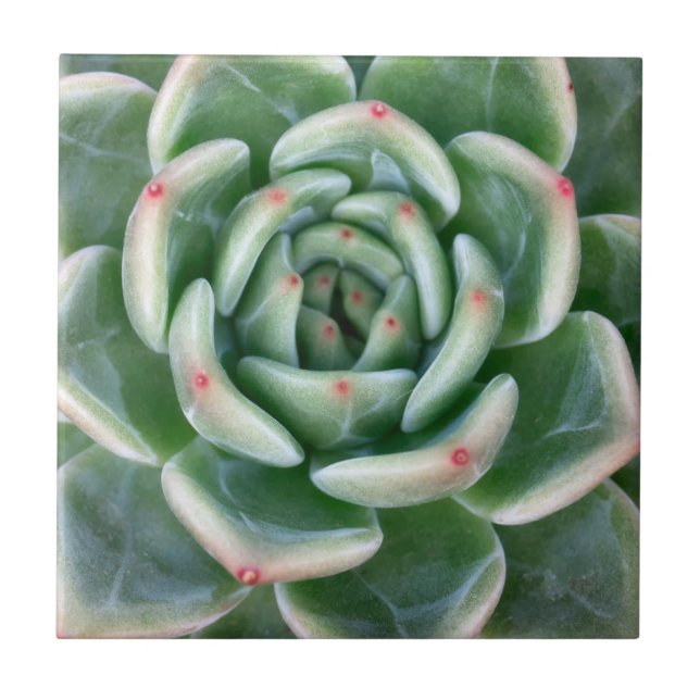 Green Red Tipped Succulent Tile (Front)
