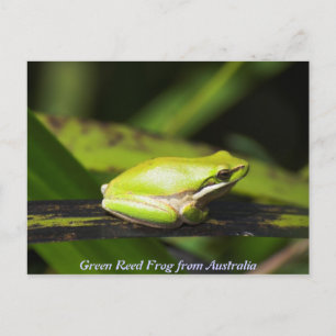 Green Reed Frog Postcard
