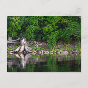 Green Reflections Postcard