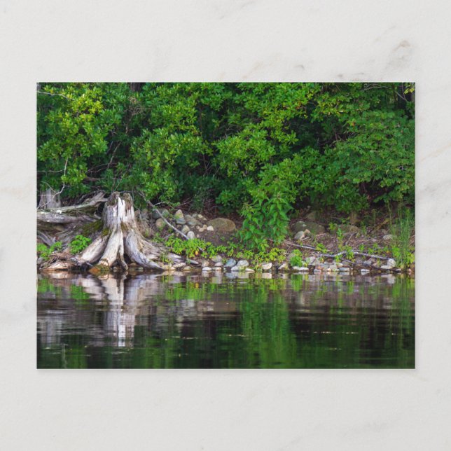 Green Reflections Postcard (Front)