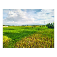 Green Rice Field Farm