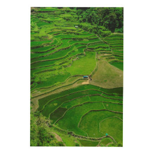 Green Rice terraces, Philippines Wood Wall Art