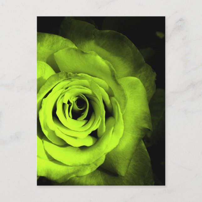 Green Rose Postcard (Front)
