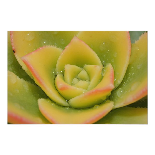 Green Rosette Succulent Wall Art Print Home Decor (Front)