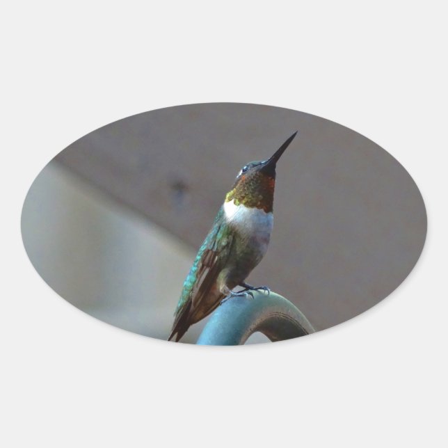 Green Ruby little Hummingbird Oval Sticker (Front)
