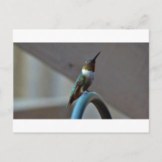 Green Ruby little Hummingbird Postcard