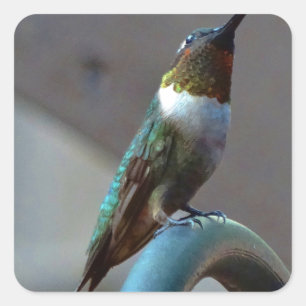 Green Ruby little Hummingbird Square Sticker