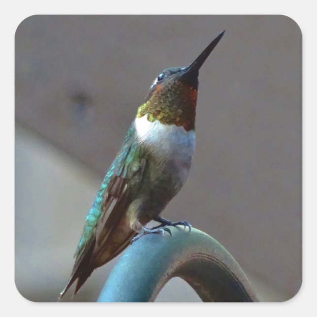 Green Ruby little Hummingbird Square Sticker (Front)