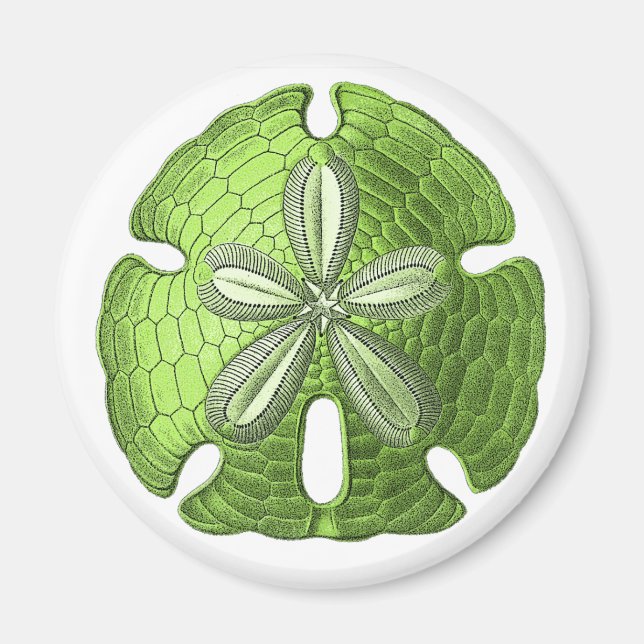 Green Sand Dollar Magnet (Front)