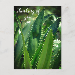 Green Sea Leaf Garden Plant Thinking of You Holiday Postcard