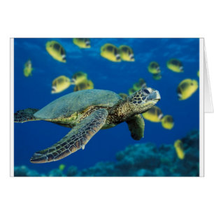 Green Sea Turtle