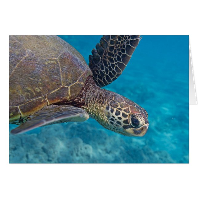 Green Sea Turtle (Front Horizontal)