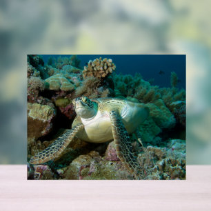 Green Sea Turtle after resting among coral reef    Acrylic Sign