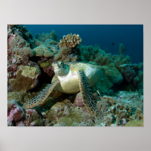 Green Sea Turtle after resting among coral reef Poster