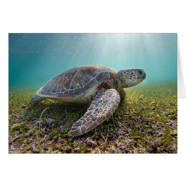 Green Sea Turtle At Dusk | Akumal Bay (Front Horizontal)