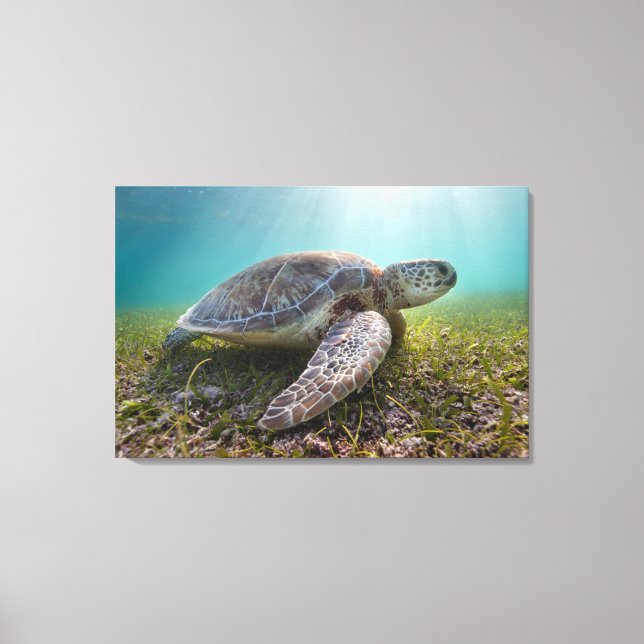 Green Sea Turtle At Dusk | Akumal Bay Canvas Print (Front)