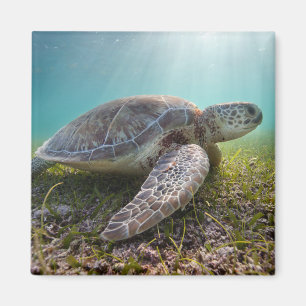 Green Sea Turtle At Dusk   Akumal Bay Magnet