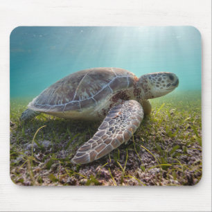 Green Sea Turtle At Dusk   Akumal Bay Mouse Mat