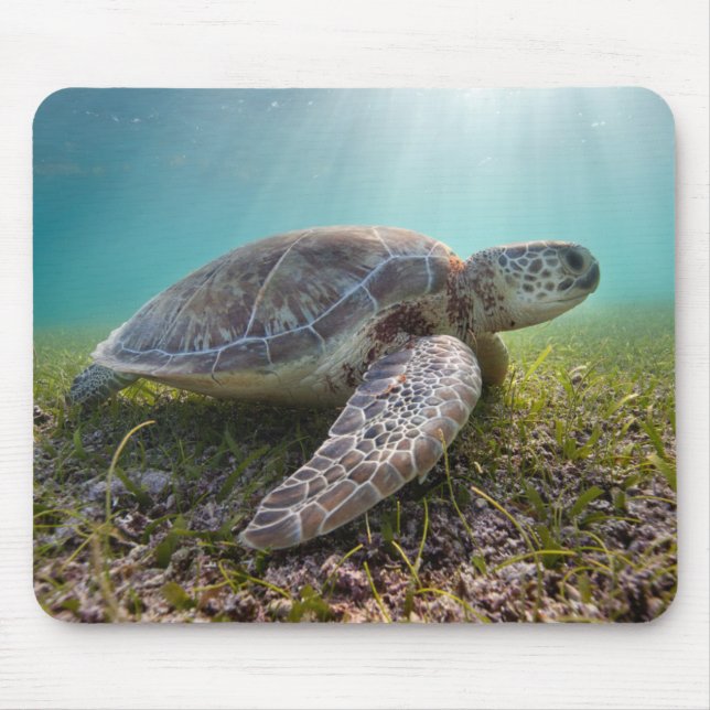 Green Sea Turtle At Dusk | Akumal Bay Mouse Mat (Front)