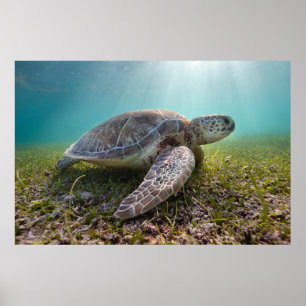 Green Sea Turtle At Dusk   Akumal Bay Poster