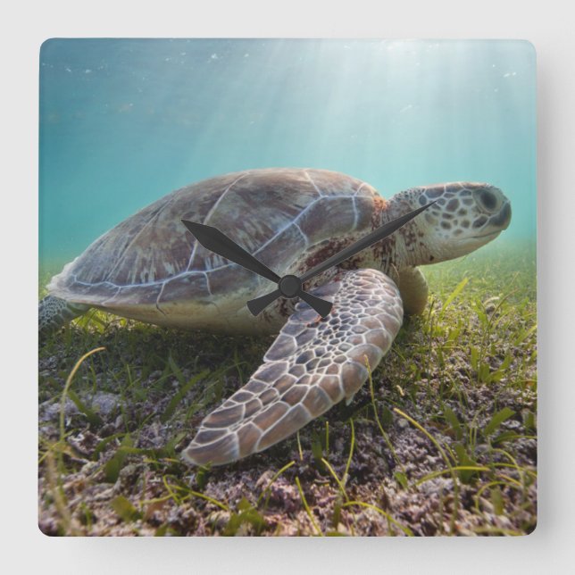 Green Sea Turtle At Dusk | Akumal Bay Square Wall Clock (Front)