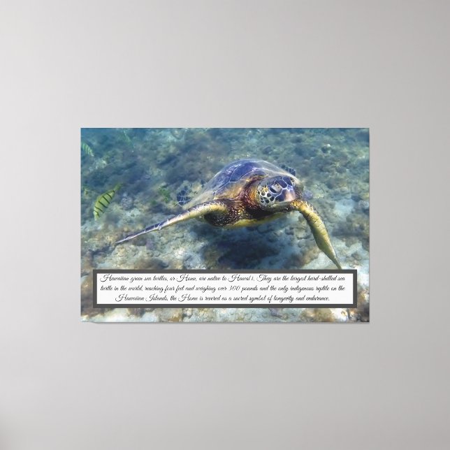 Green Sea Turtle Canvas Print (Front)
