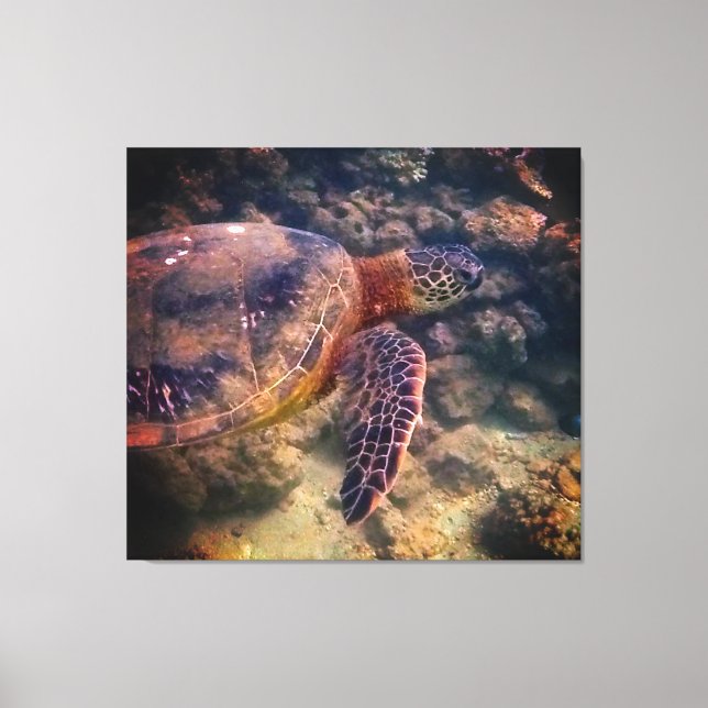 Green Sea Turtle Canvas Print (Front)