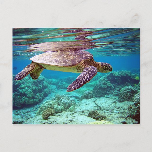 Green sea turtle (Chelonia mydas) Postcard (Front)