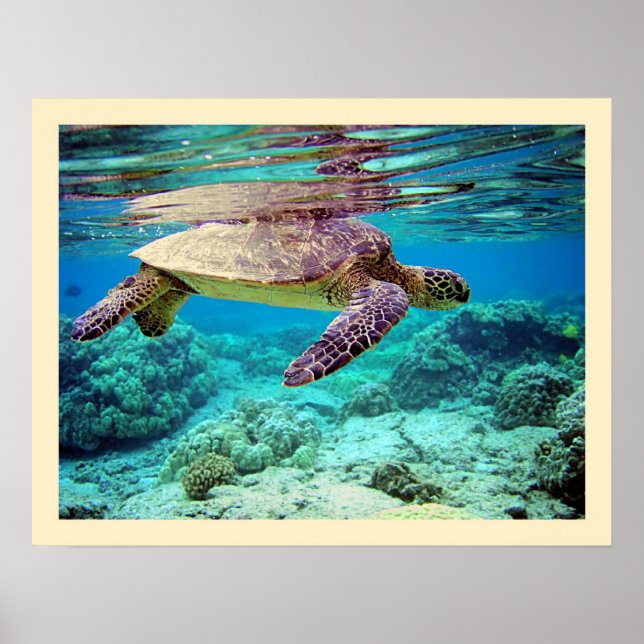 Green sea turtle (Chelonia mydas) Poster (Front)