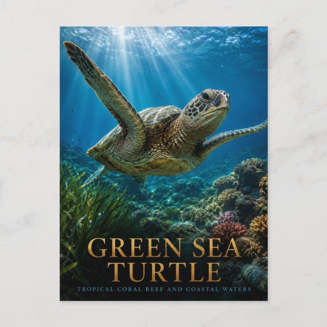 Green Sea Turtle Coral Reef ANIMALS Postcard (Front)