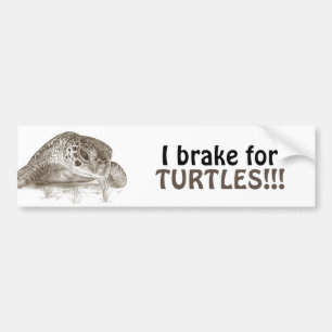 Green Sea Turtle Drawing Bumper Sticker